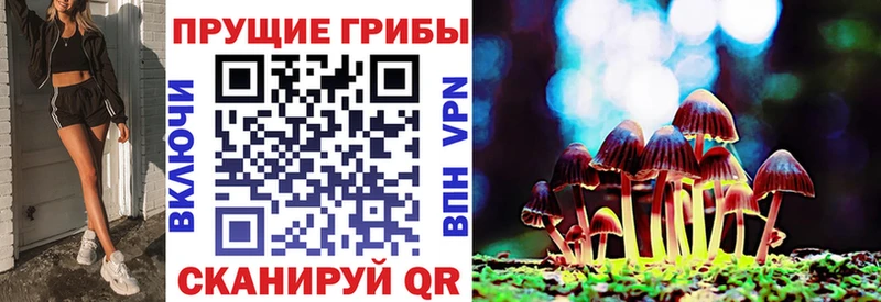 Галлюциногенные грибы Psilocybine cubensis  Тайга 